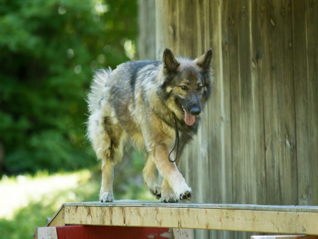 TnT K-9 Concepts | 471 Chem. Saint-Antoine, Val-des-Monts, QC J8N 7H8, Canada | Phone: (819) 671-6464