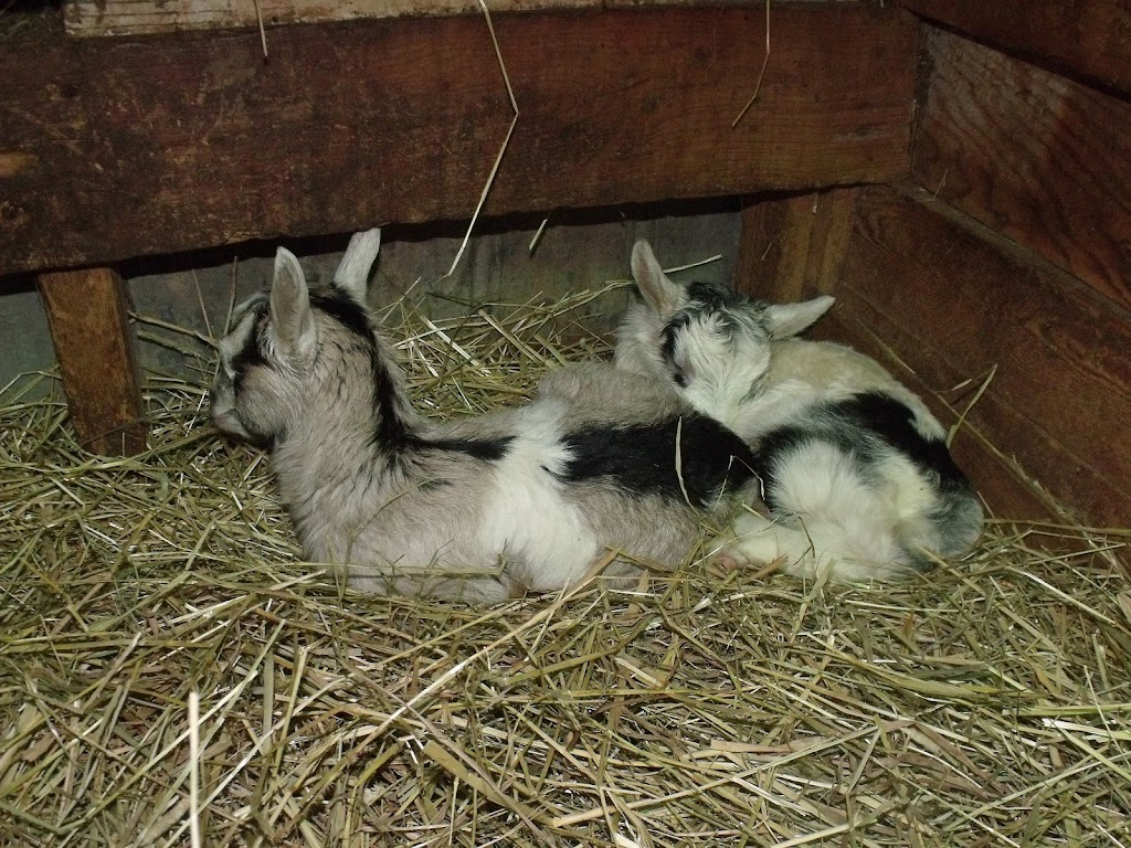 Wild Orchid Farm | 837 NS-245, Antigonish, NS B2G 2L1, Canada | Phone: (902) 863-8865