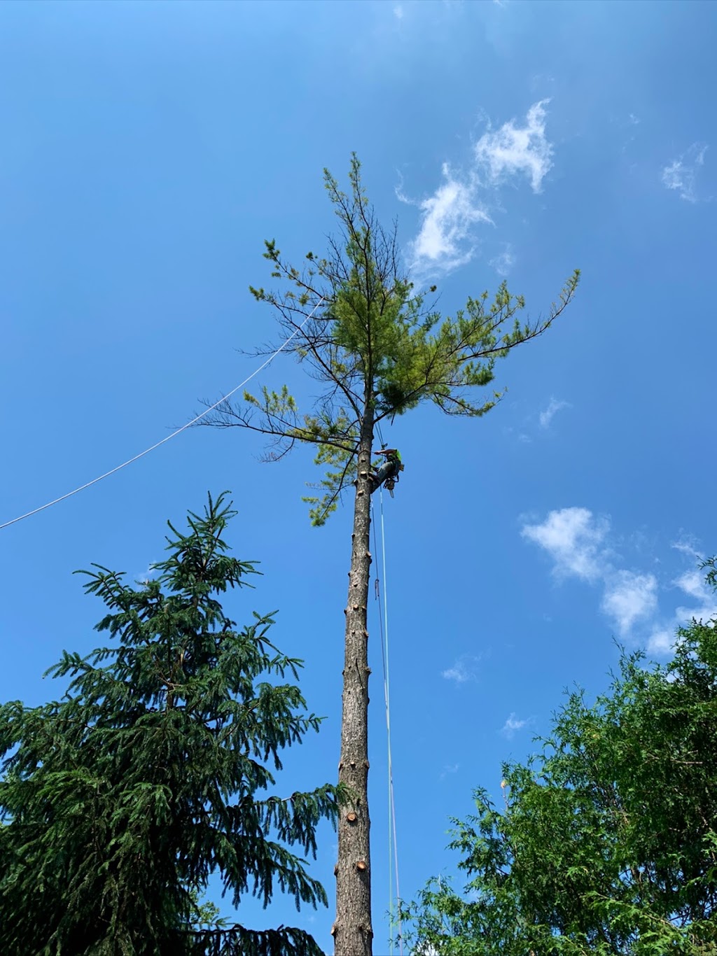Columbus Tree Services | 20 Columbus Rd W, Oshawa, ON L1G 0G6, Canada | Phone: (416) 670-9851