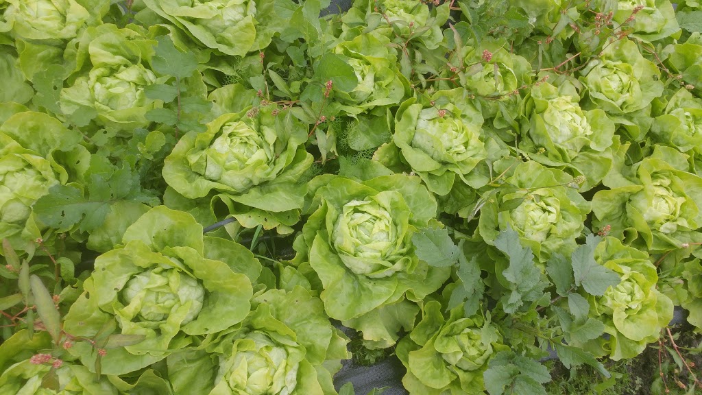 Ohana Organic Farming Society of British Columbia | 3420 River Rd W, Delta, BC V4K 3N2, Canada | Phone: (778) 400-0510