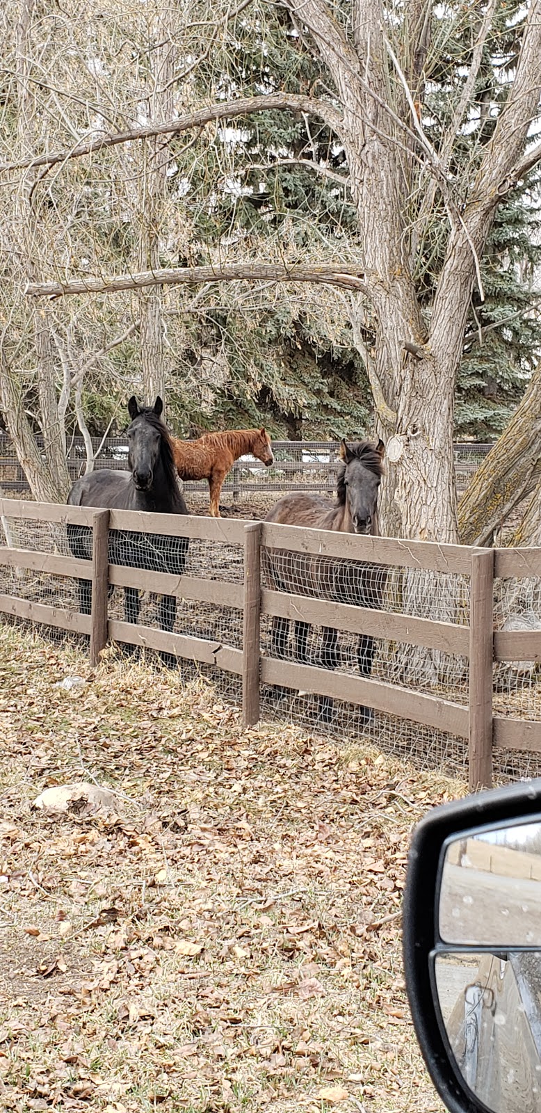 Riverview Riding and Respite | 2-6 Upland Dr, Spruce Grove, AB T7Y 1B9, Canada | Phone: (780) 719-9982