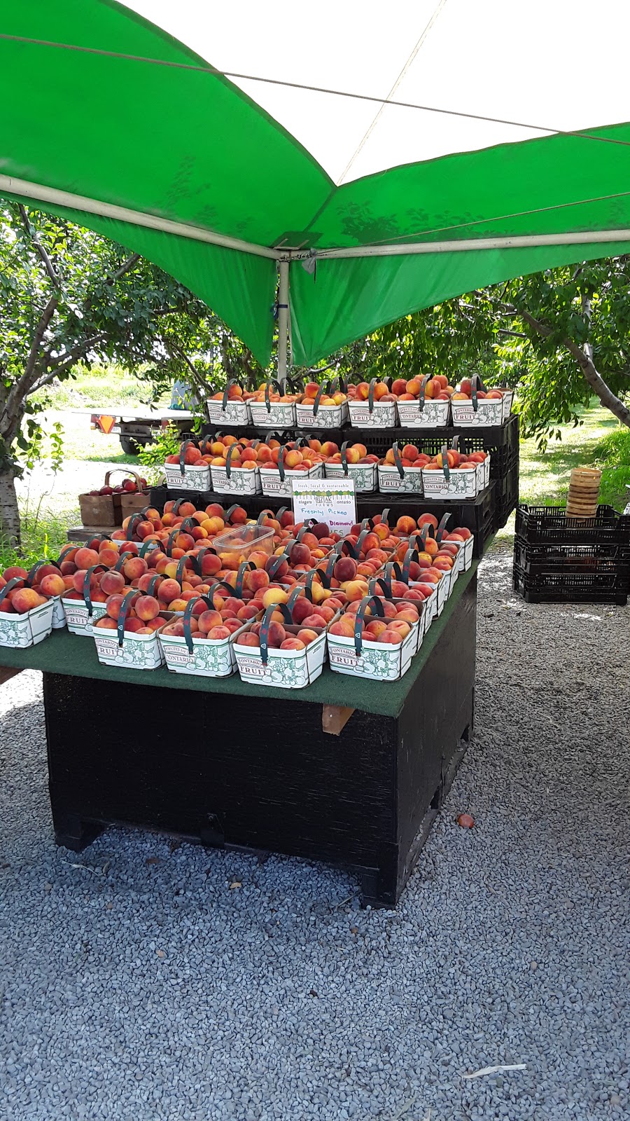 Bizjak Farms | 3320 First Ave, Vineland Station, ON L0R 2E0, Canada | Phone: (289) 213-3327
