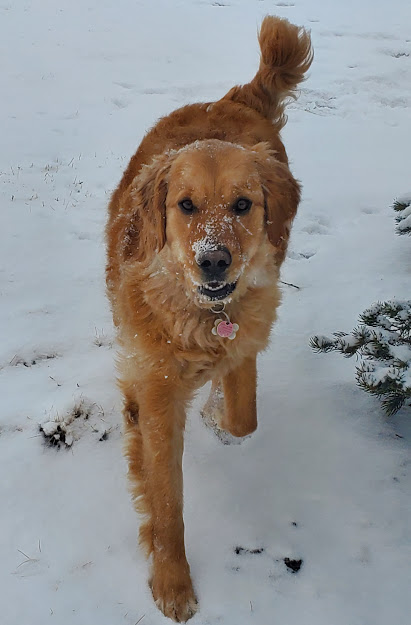 Justice Kennels, Dog Obedience Training | Township Rd 260, Lyalta, AB T0J 1Y0, Canada | Phone: (403) 880-3171