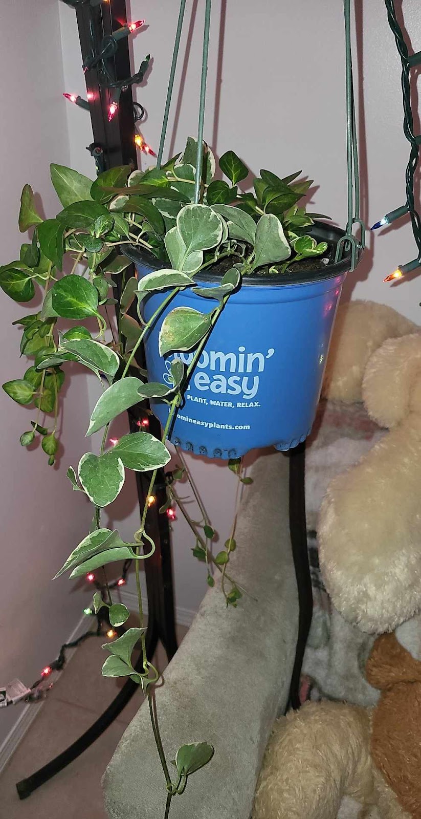 Dan’s Greenhouses | 102 43 St S, Lethbridge, AB T1J 4P7, Canada | Phone: (403) 327-3271