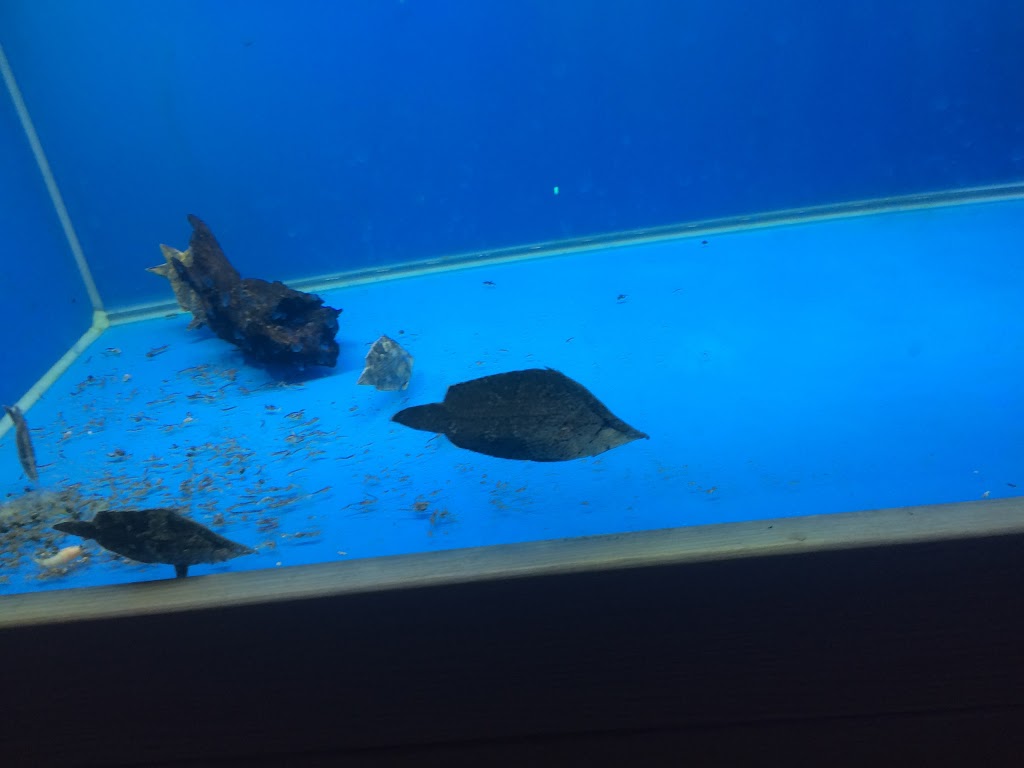 Magical Aquarium Club | 1911 Kennedy Rd unit 108, Scarborough, ON M1P 2L9, Canada | Phone: (416) 297-0010