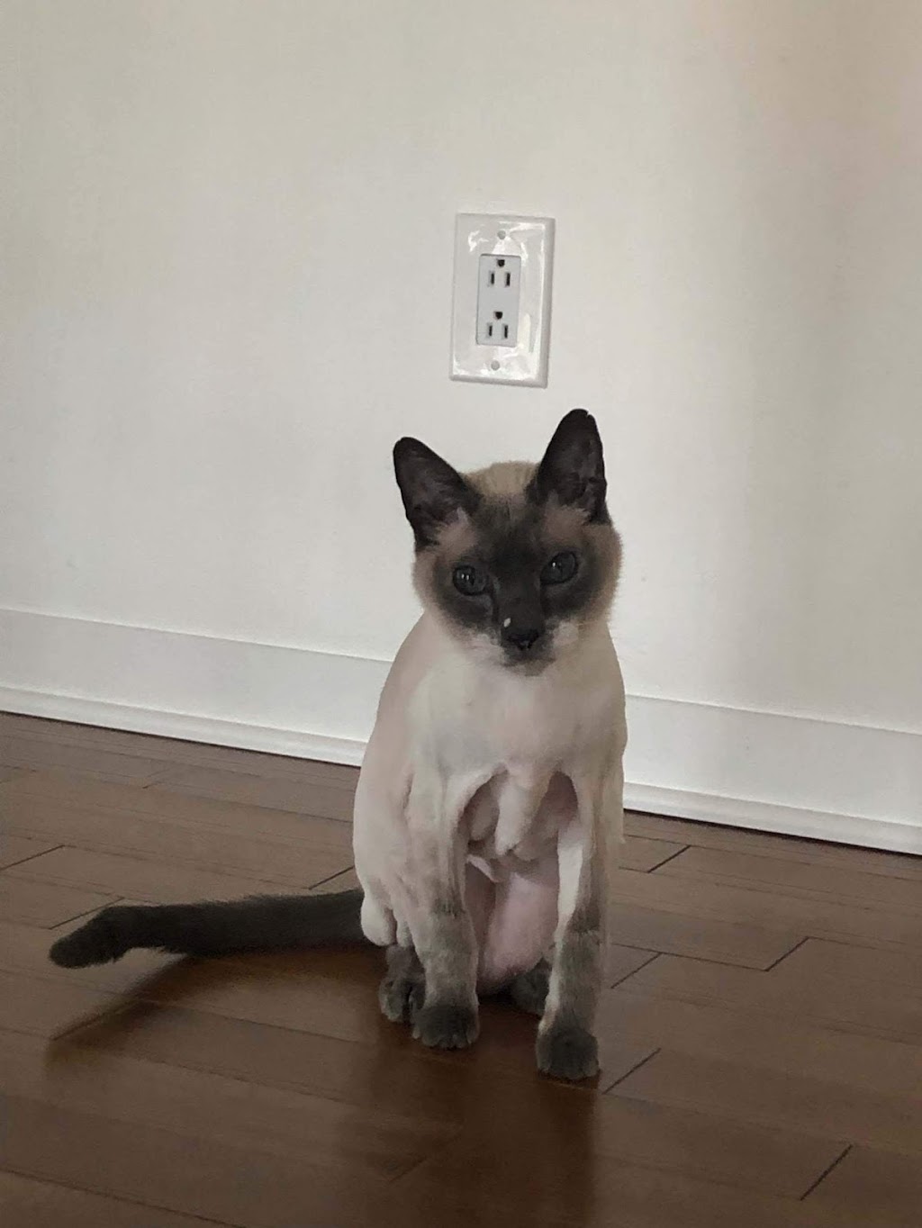 Madame J Toilettage | 35 Ch Haendel, Candiac, QC J5R 1R7, Canada | Phone: (514) 973-3019