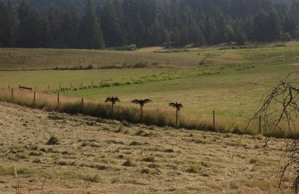 Waterloo Farms | 8282 Chemainus Rd, Chemainus, BC V0R 1K0, Canada | Phone: (250) 732-7699