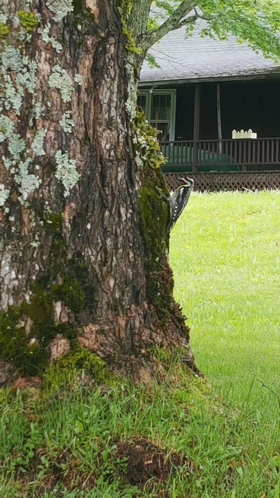 Coleman State Park | 1166 Diamond Pond Rd, Stewartstown, NH 03576, USA | Phone: (603) 237-5382