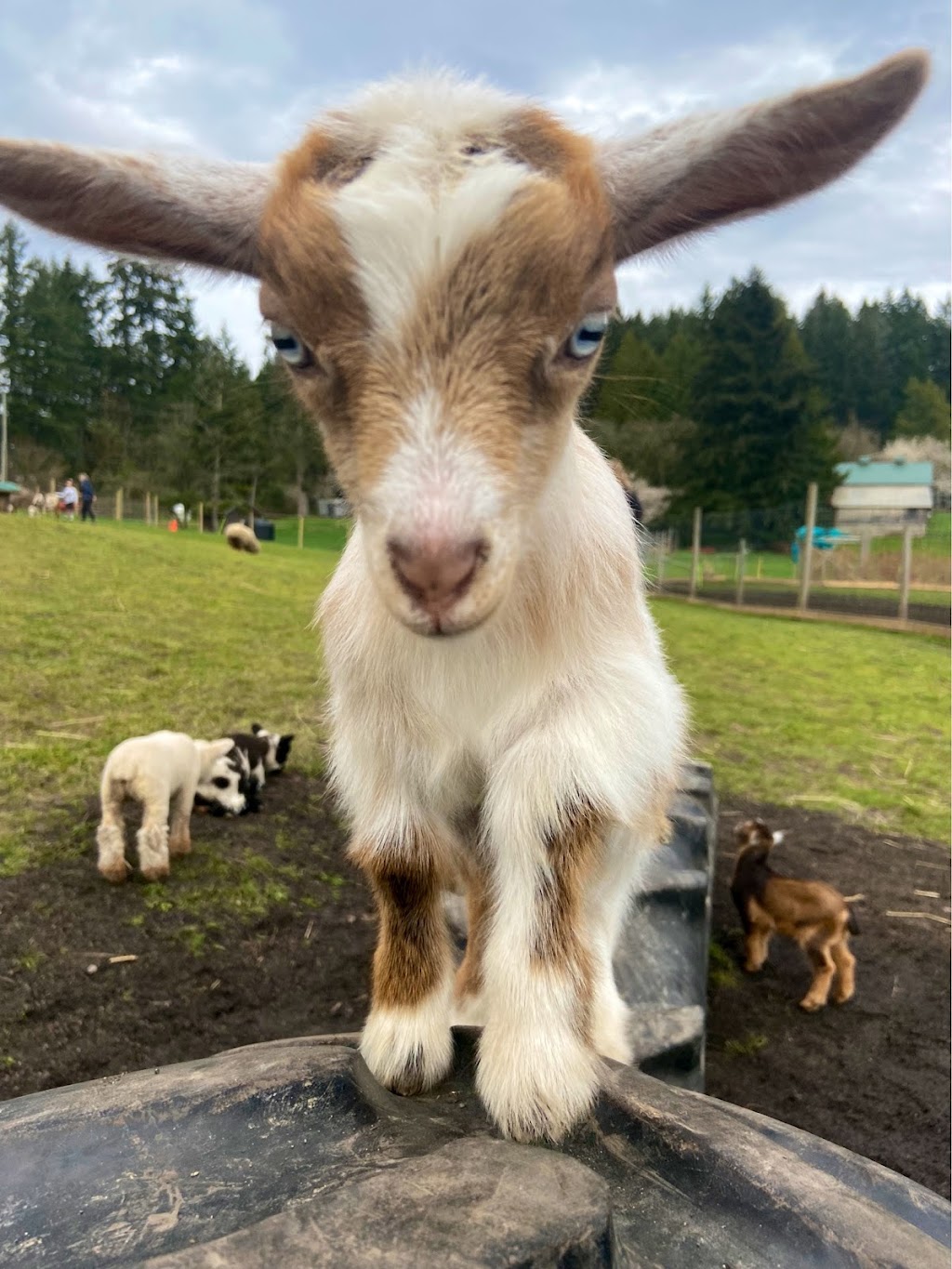 Yellow Point Farms | 4756 Yellow Point Rd, Ladysmith, BC V9G 1H2, Canada | Phone: (250) 268-1030
