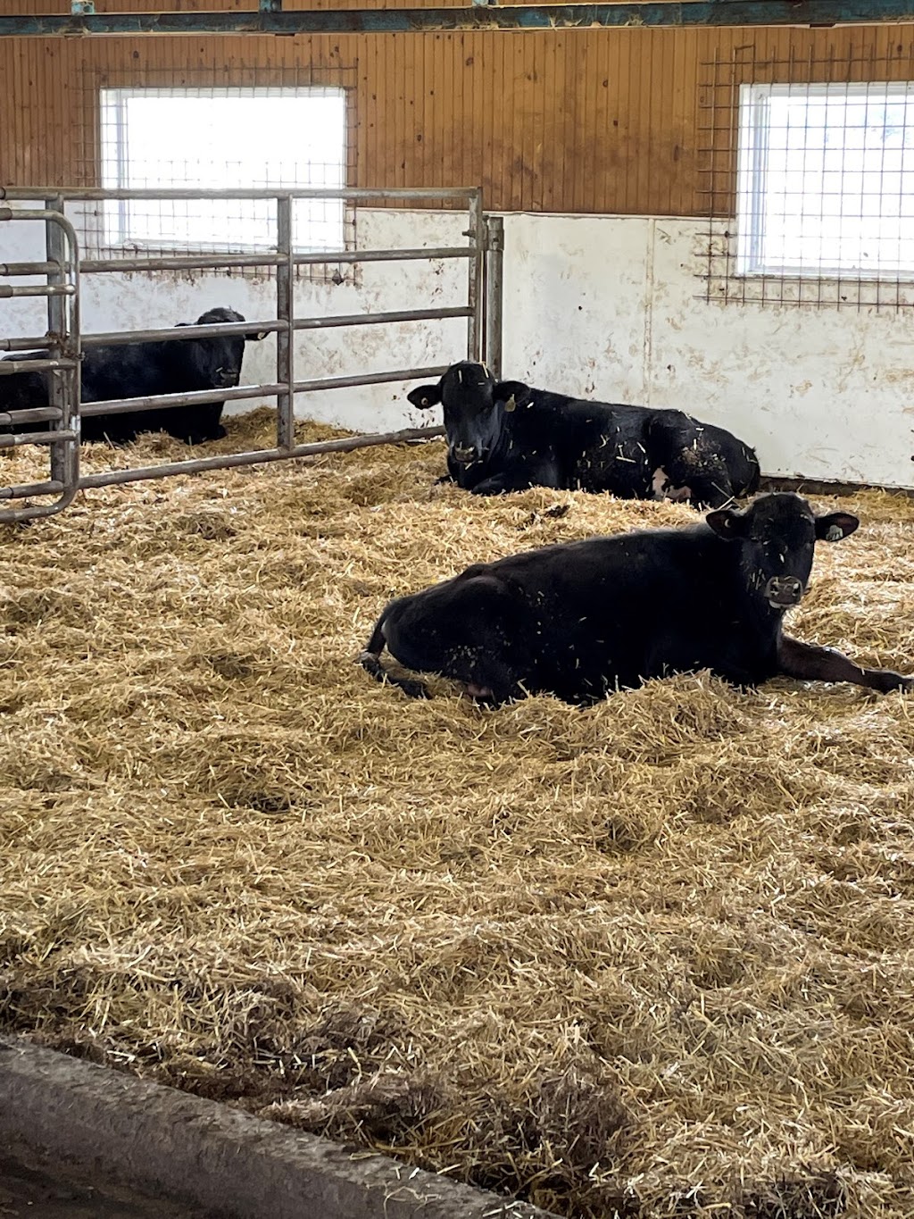 LEffet Boeuf | 999 Chemin de St Robert, Saint-Robert, QC J0G 1S0, Canada | Phone: (450) 881-0364