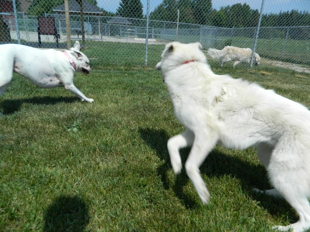 Covered Bridge Boarding Kennel | 301 Concession 4 Rd E, Tiny, ON L0L 2T0, Canada | Phone: (705) 322-0994