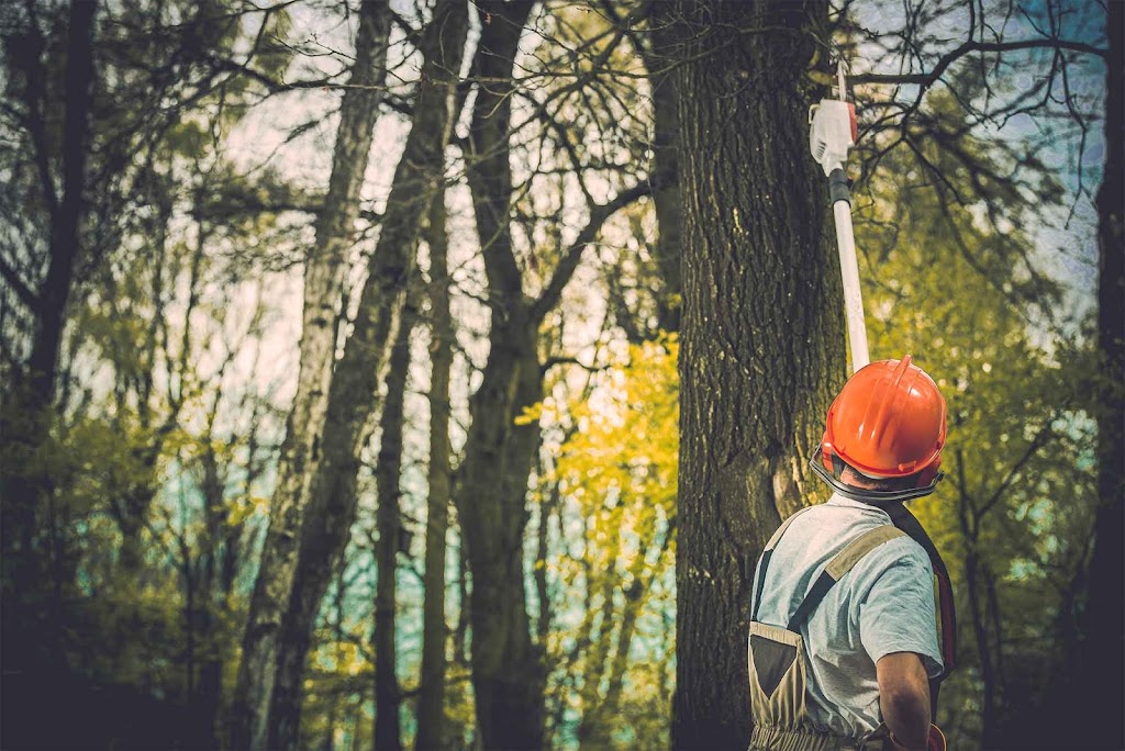 Arbor Life Tree Care | 3 Washington St, Norwich, ON N0J 1P0, Canada | Phone: (519) 860-5914