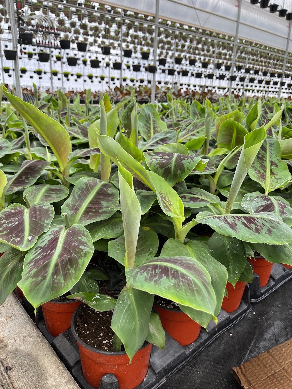 Floricorp Ltd. | 452 Concession Rd 10 E, Freelton, ON L0R 1K0, Canada | Phone: (416) 722-1566