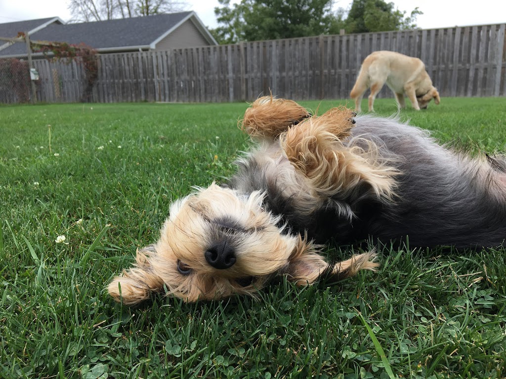 Rovers Ranch Dog Daycare and Boarding | 212 Norfolk St, Stratford, ON N5A 3Z2, Canada | Phone: (519) 271-5121