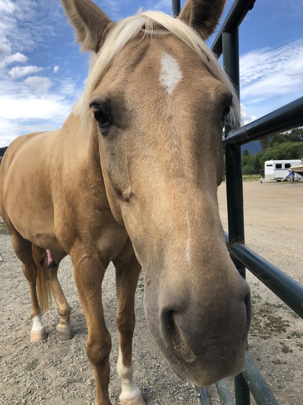 Northside Stable | 1136 Devon Rd, Coquitlam, BC V3E 3H8, Canada | Phone: (604) 765-3671