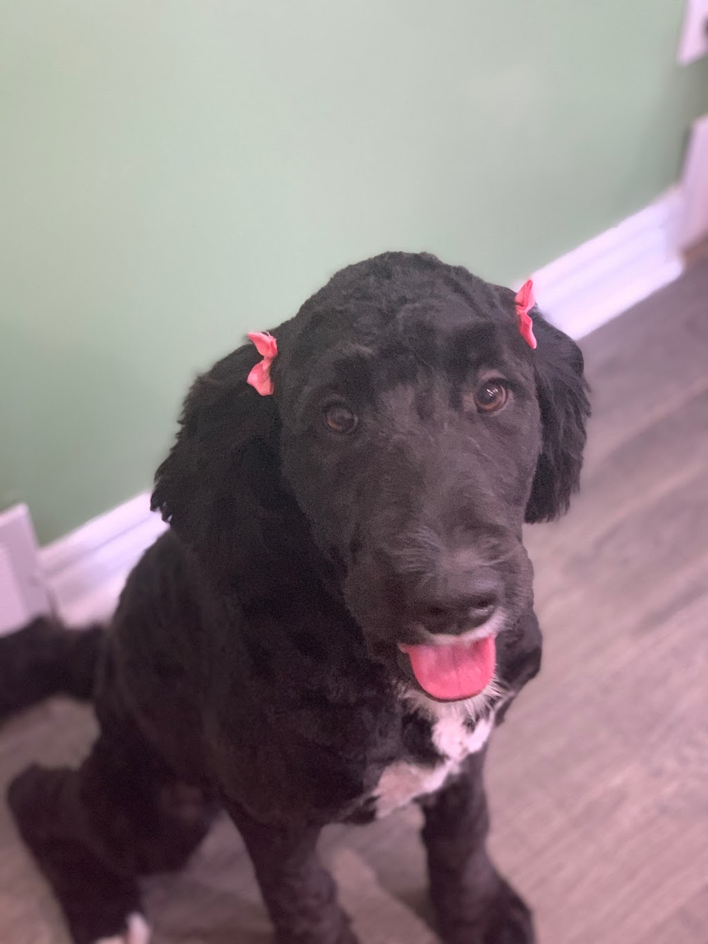 Rauls Ruff Cuts | 320 Thorold Rd, Welland, ON L3C 3W6, Canada | Phone: (289) 690-1714
