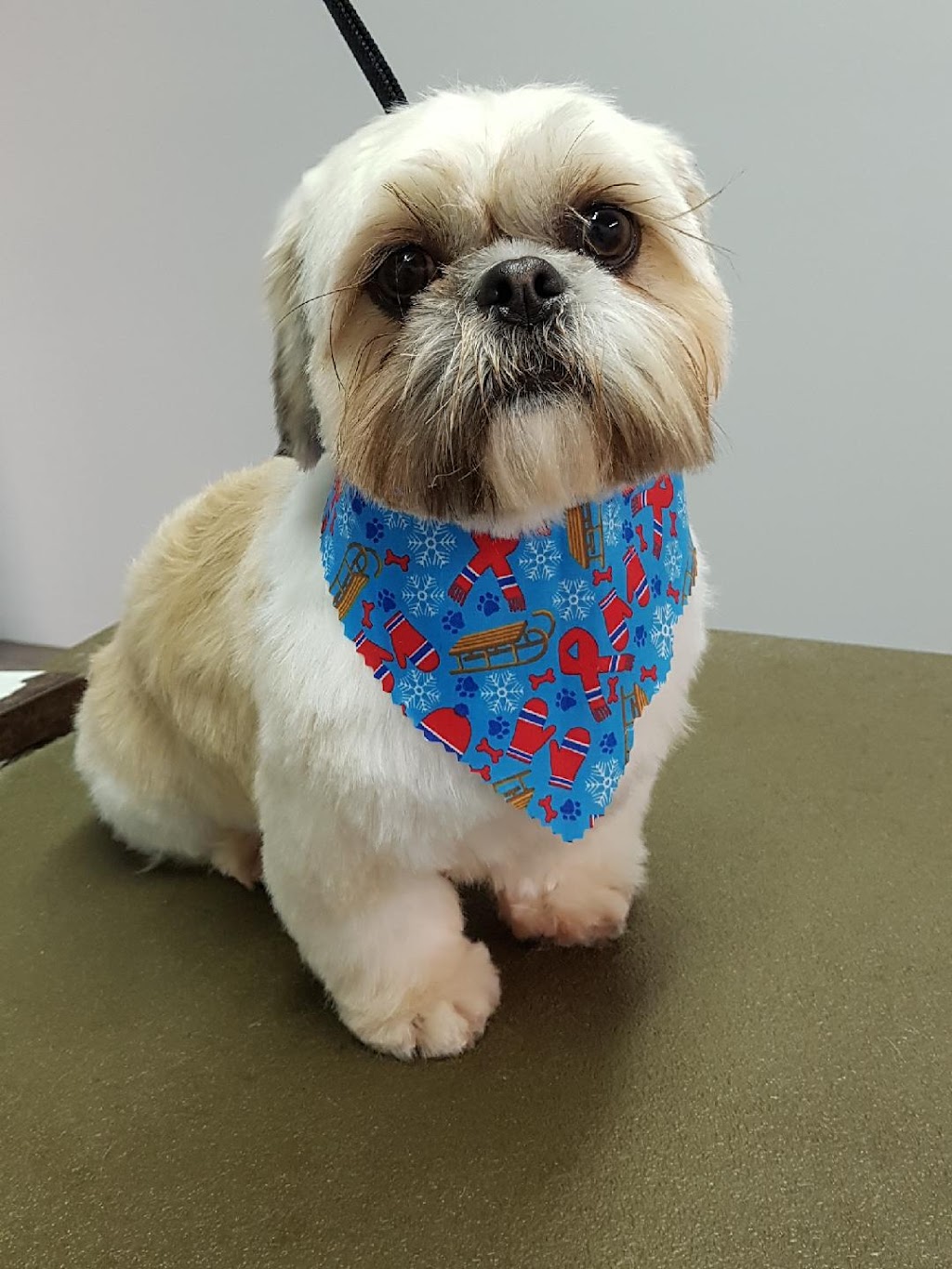 Posh Puppy Salon | 55 Townline, Orangeville, ON L9W 1V3, Canada | Phone: (519) 941-2646