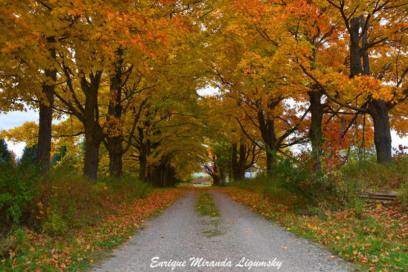 Enrique Photo Art | 23 Brouwer Crescent, Wasaga Beach, ON L9Z 1L8, Canada | Phone: (705) 422-1658