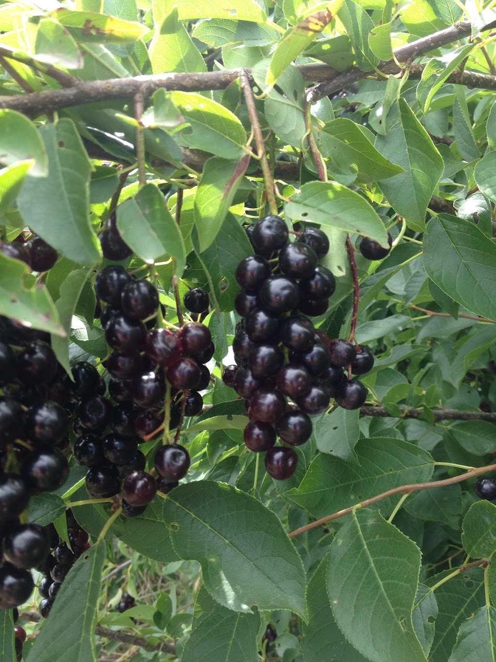 Field Stone Fruit Wines | Strathmore, AB T1P 1J6, Canada | Phone: (403) 934-2749