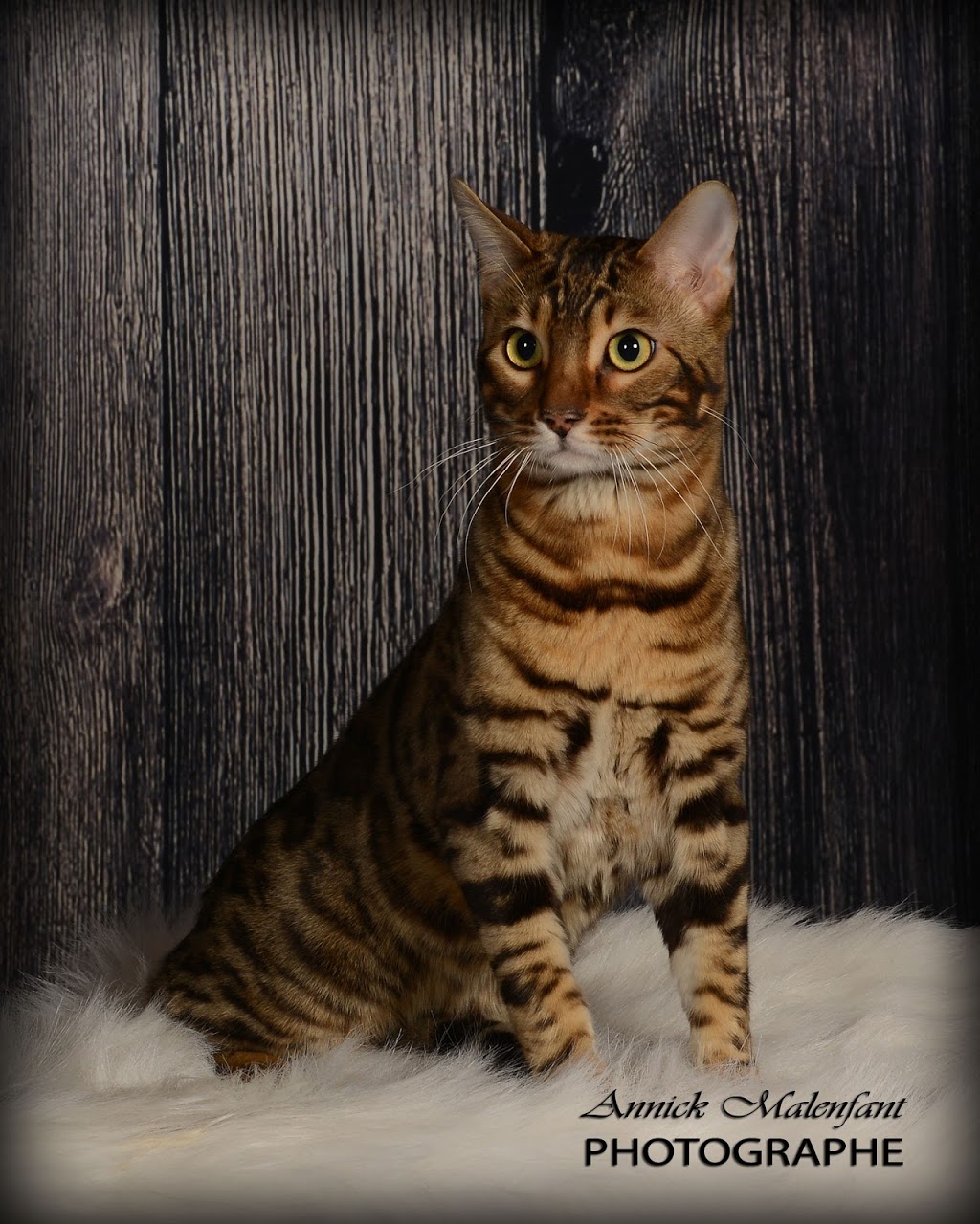 Bucephale Bengal | Quebec City, QC, Canada | Phone: (581) 983-1671
