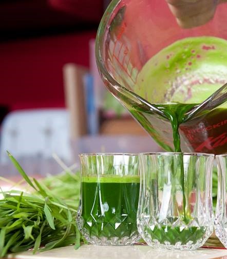 Herbe de blé Univert inc. | 201 Rue Marcel, Saint-Cuthbert, QC J0K 2C0, Canada | Phone: (450) 803-8042
