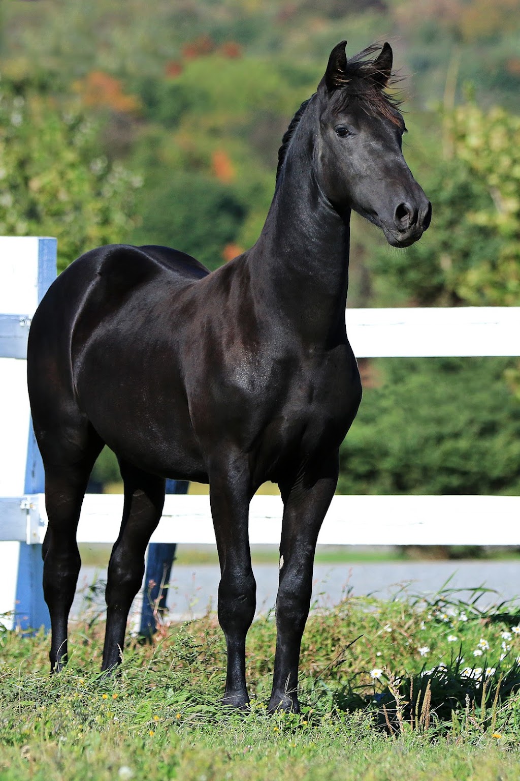 Chevaux JSA Morgan | 97 2e Rang E, Saint-Gervais, QC G0R 3C0, Canada | Phone: (418) 576-5835