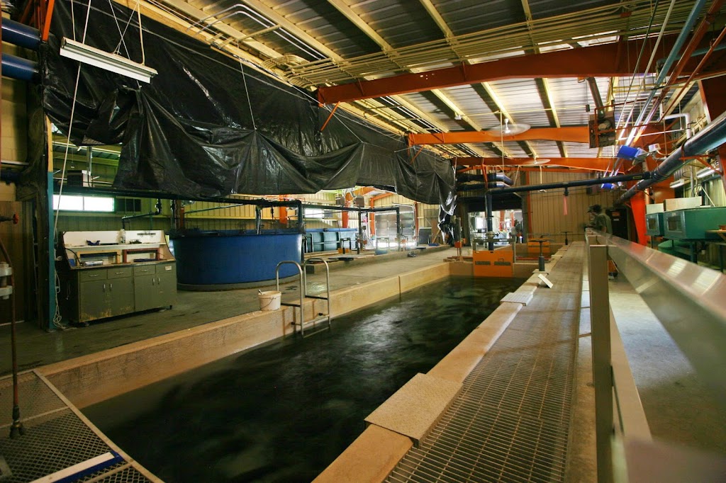 Allison Creek Brood Trout Hatchery Station | Crowsnest Pass, AB T0K 0M0, Canada | Phone: (403) 563-3385