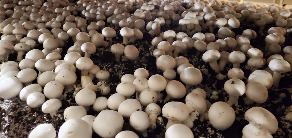 Highline Mushrooms | 2646 Division Rd, Kingsville, ON N9Y 2E5, Canada | Phone: (519) 733-5215