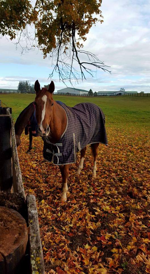 Walden Ridge Equestrian Ctr | 3074 Chilligo Rd, Cambridge, ON N3H 4R6, Canada | Phone: (519) 239-0942