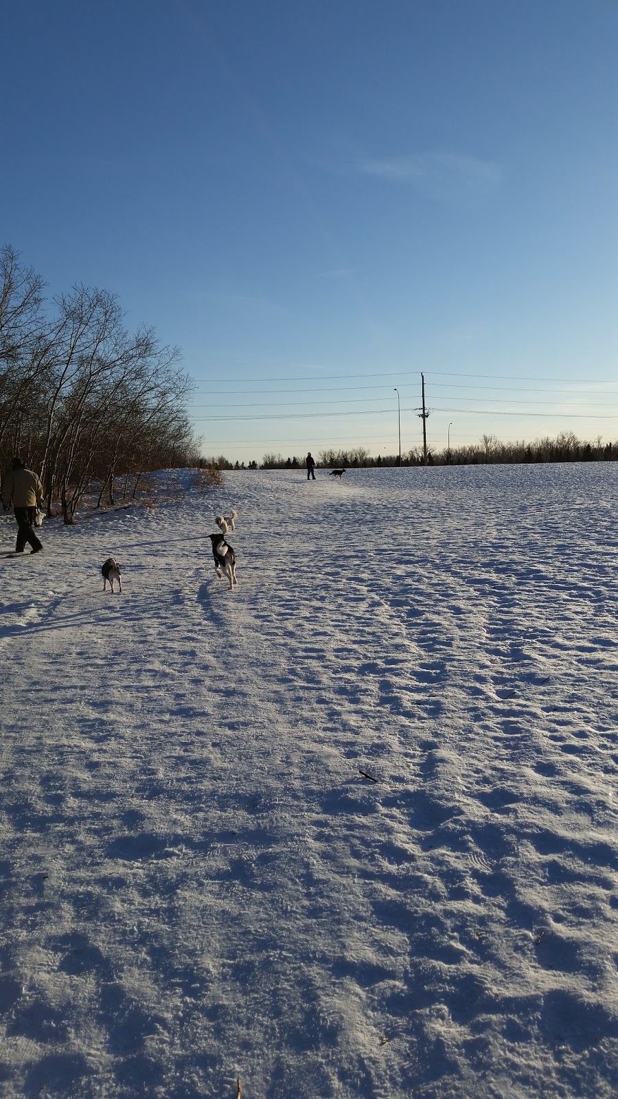 Dog Off Leash Park | Calgary, AB T2W 1W3, Canada
