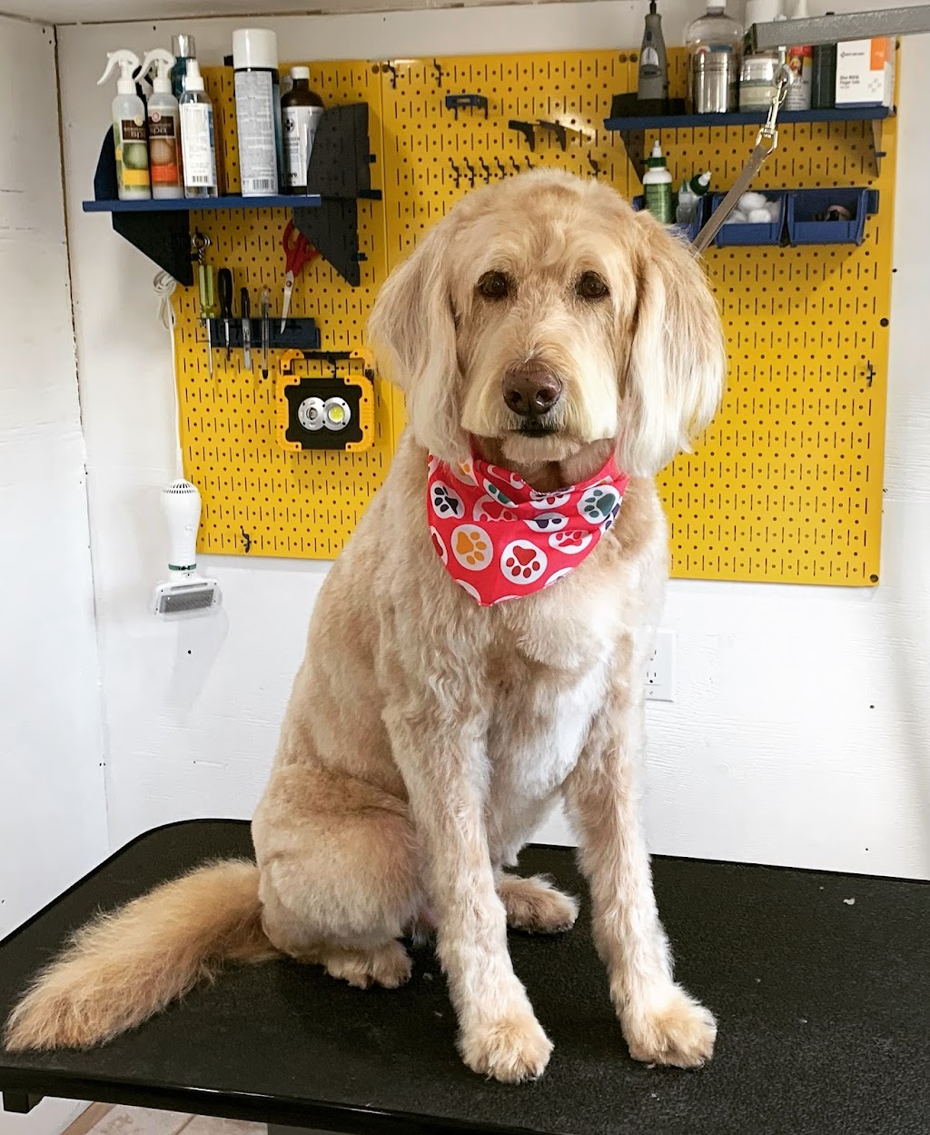 Country Fields Grooming Studio | 1733 Simcoe County Rd 27, Schomberg, ON L0G 1T0, Canada | Phone: (289) 970-0770