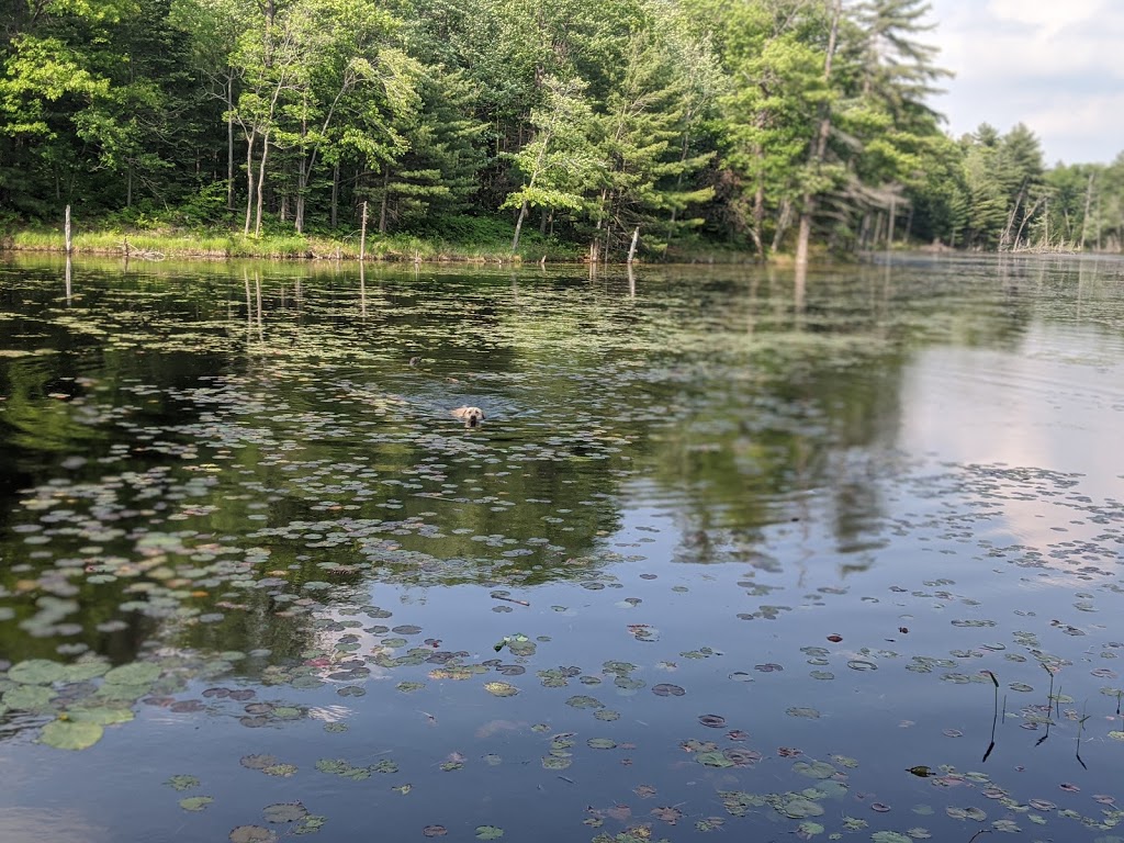 Licks | 1 Horseshoe Lake Rd, Parry Sound, ON P2A 2W8, Canada | Phone: (705) 378-4763