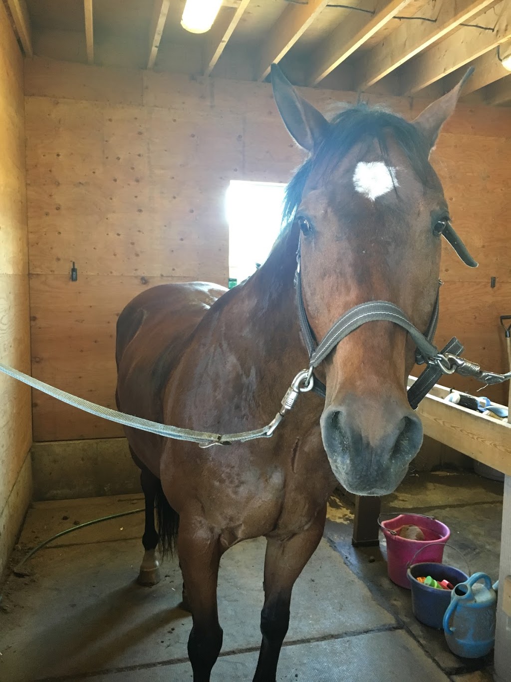 Maple Meadows Equestrian Centre | 13634 Harris Rd, Pitt Meadows, BC V3Y 2T3, Canada | Phone: (604) 816-1400