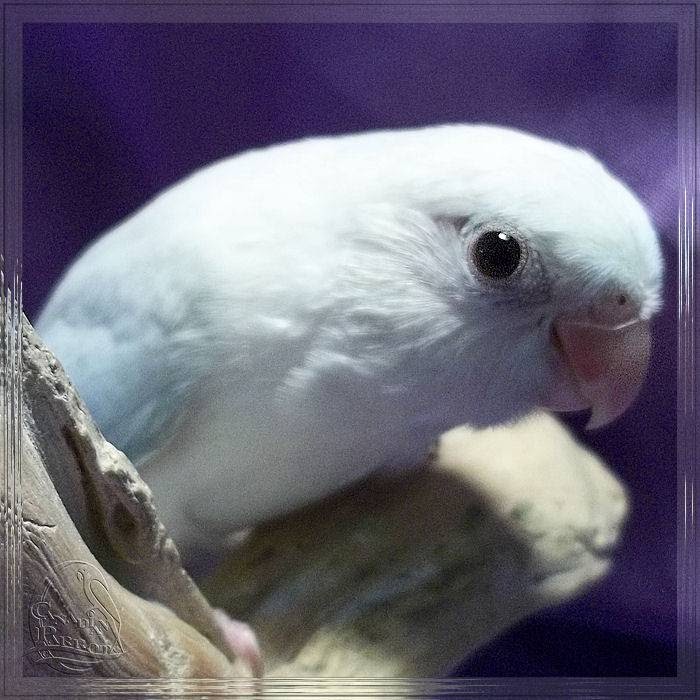 Canadian Parrot | Box 73, Site 15, RR1, Strathmore, AB T1P 1J6, Canada | Phone: (587) 333-5337