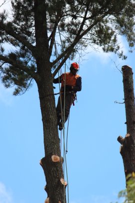 Shuswap Tree Service | 718 Maple St, Sicamous, BC V0E 2V0, Canada | Phone: (250) 675-2008