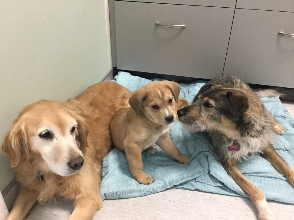 Regent Avenue Veterinary Clinic | 1600 Regent Ave W, Winnipeg, MB R2C 3B5, Canada | Phone: (204) 668-7594