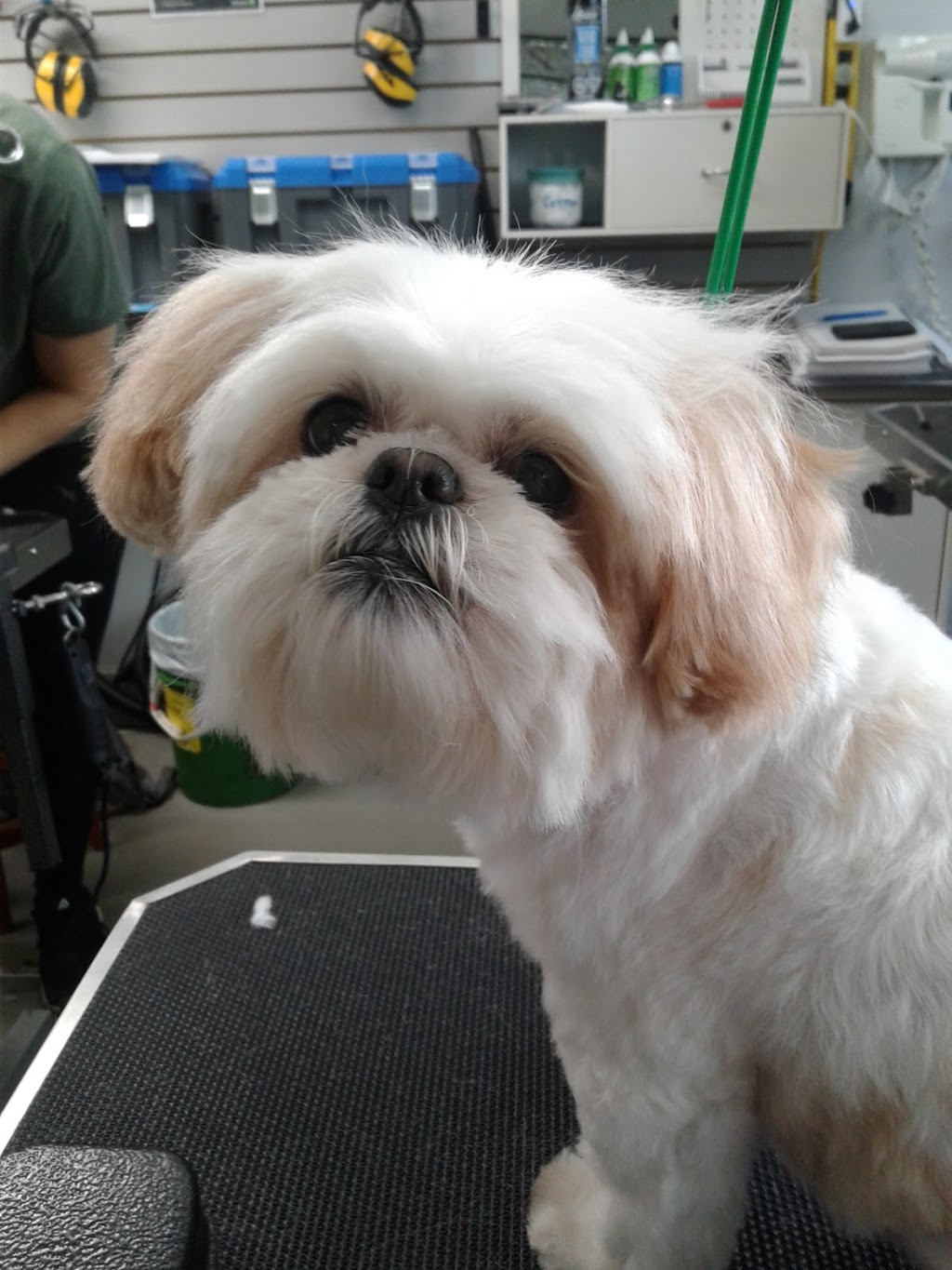 Mini Macs Mobile Grooming | 57 William St, Bluevale, ON N0G 1G0, Canada | Phone: (519) 357-5086