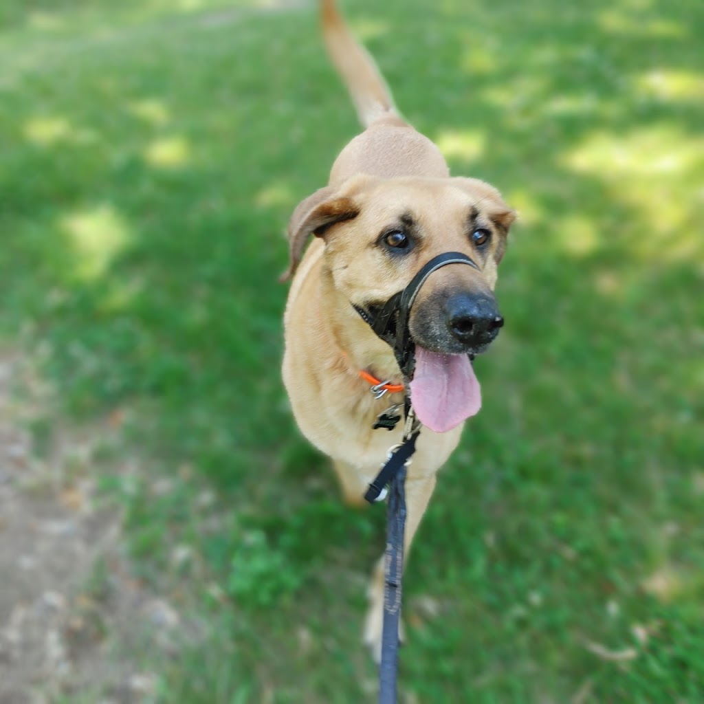 C J Dogwalkers | 77 Arlington Ave, Oshawa, ON L1G 2N5, Canada | Phone: (289) 675-1760