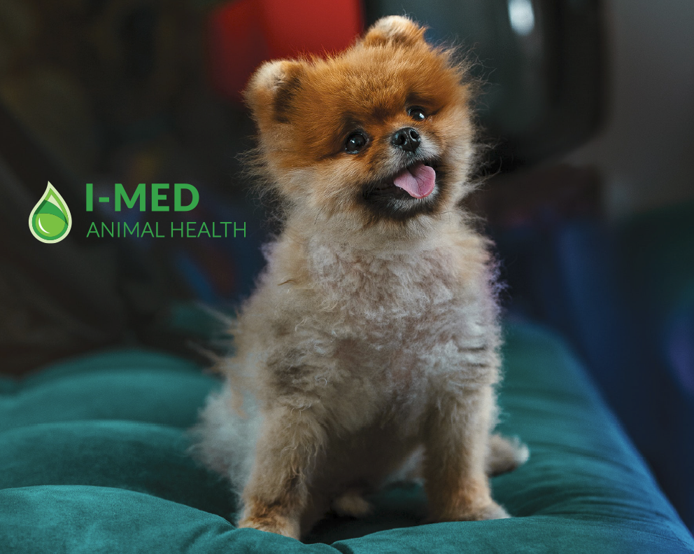 I-MED Animal Health | 7190 Rue Frederick Banting, Saint-Laurent, QC H4S 2A1, Canada | Phone: (514) 685-8118