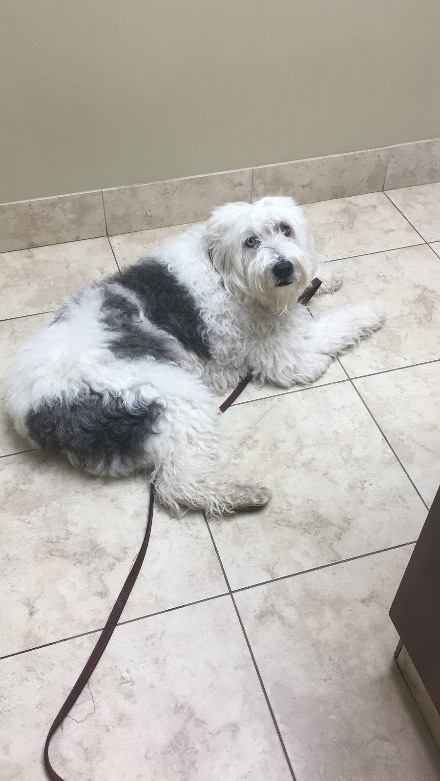 Billings Bridge Animal Hospital | 1220 Rooneys Ln, Ottawa, ON K1H 1C2, Canada | Phone: (613) 737-5007
