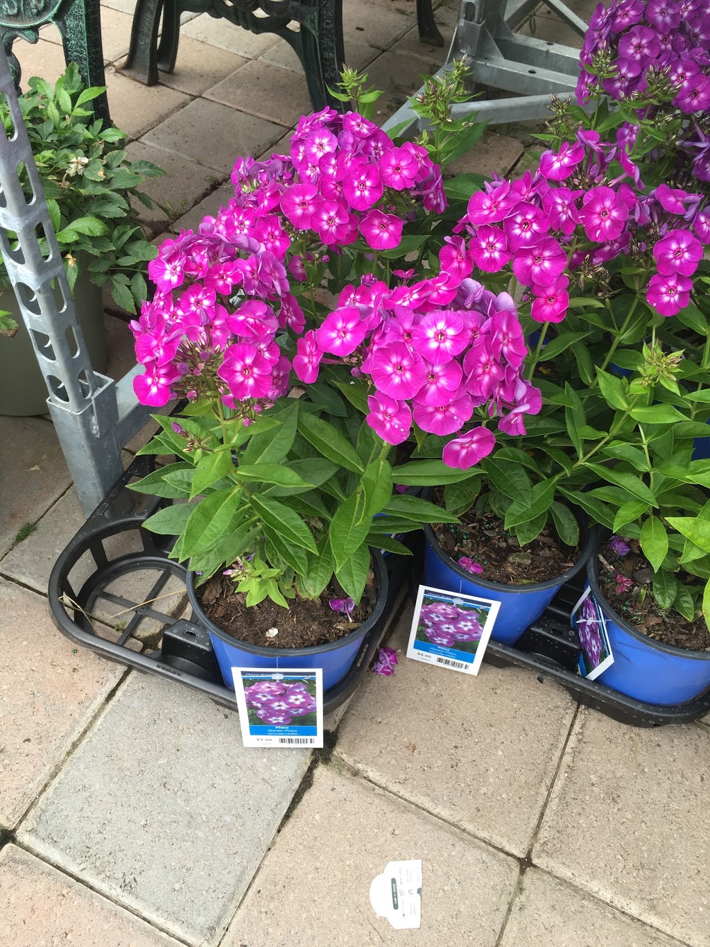 Tree Valley Garden Centre | 4431 Stouffville Rd, Whitchurch-Stouffville, ON L4A 7X5, Canada | Phone: (905) 640-2020