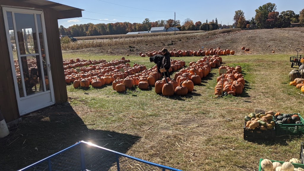 Andy & Maria Noorenberghe Farm | 8934 Glendon Dr, Mount Brydges, ON N0L 1W0, Canada | Phone: (519) 264-2969
