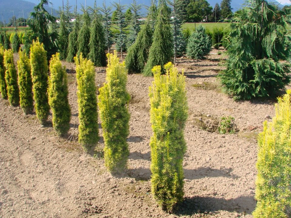 Frost Nursery | 5863 Beatty Rd, Abbotsford, BC V4X 2E9, Canada | Phone: (604) 607-7171