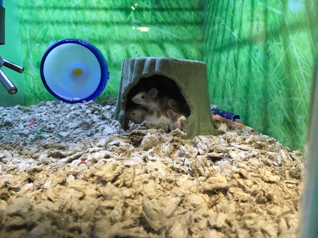 PetSmart | 655 Fairway Rd S, Kitchener, ON N2C 1X4, Canada | Phone: (519) 748-1889