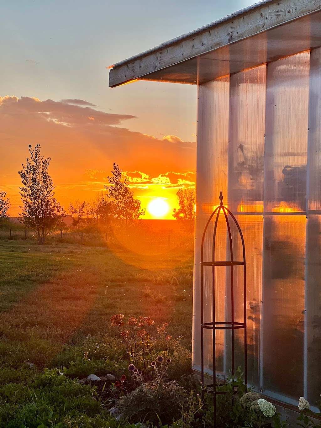 Wildflower Greenhouse Studio | 182042 Rge Rd, 182024 Range Rd 142 #142, Newell County No. 4, AB T1R 1C6, Canada | Phone: (403) 376-2085