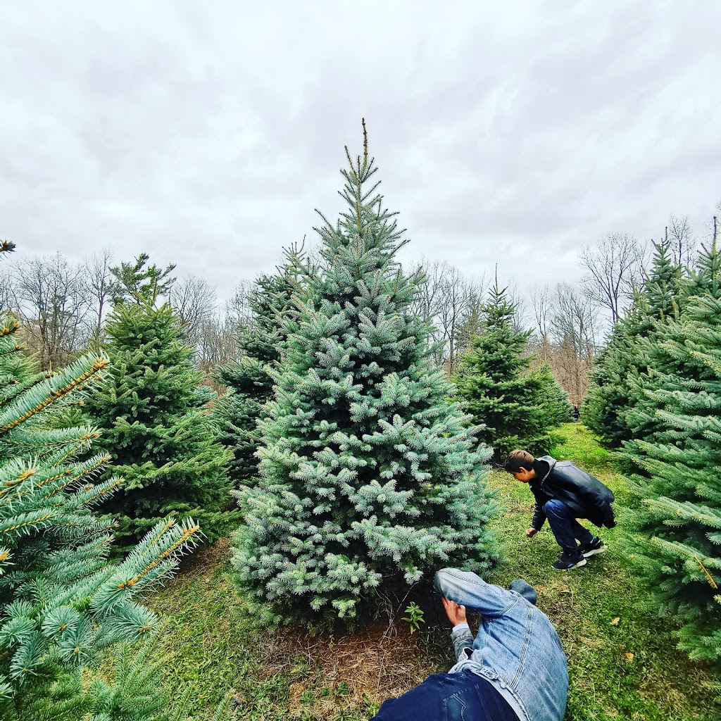 Smiths Christmas Trees | 105 Orchard Hill Rd, Ridgeville, ON L0S 1M0, Canada | Phone: (905) 892-3410