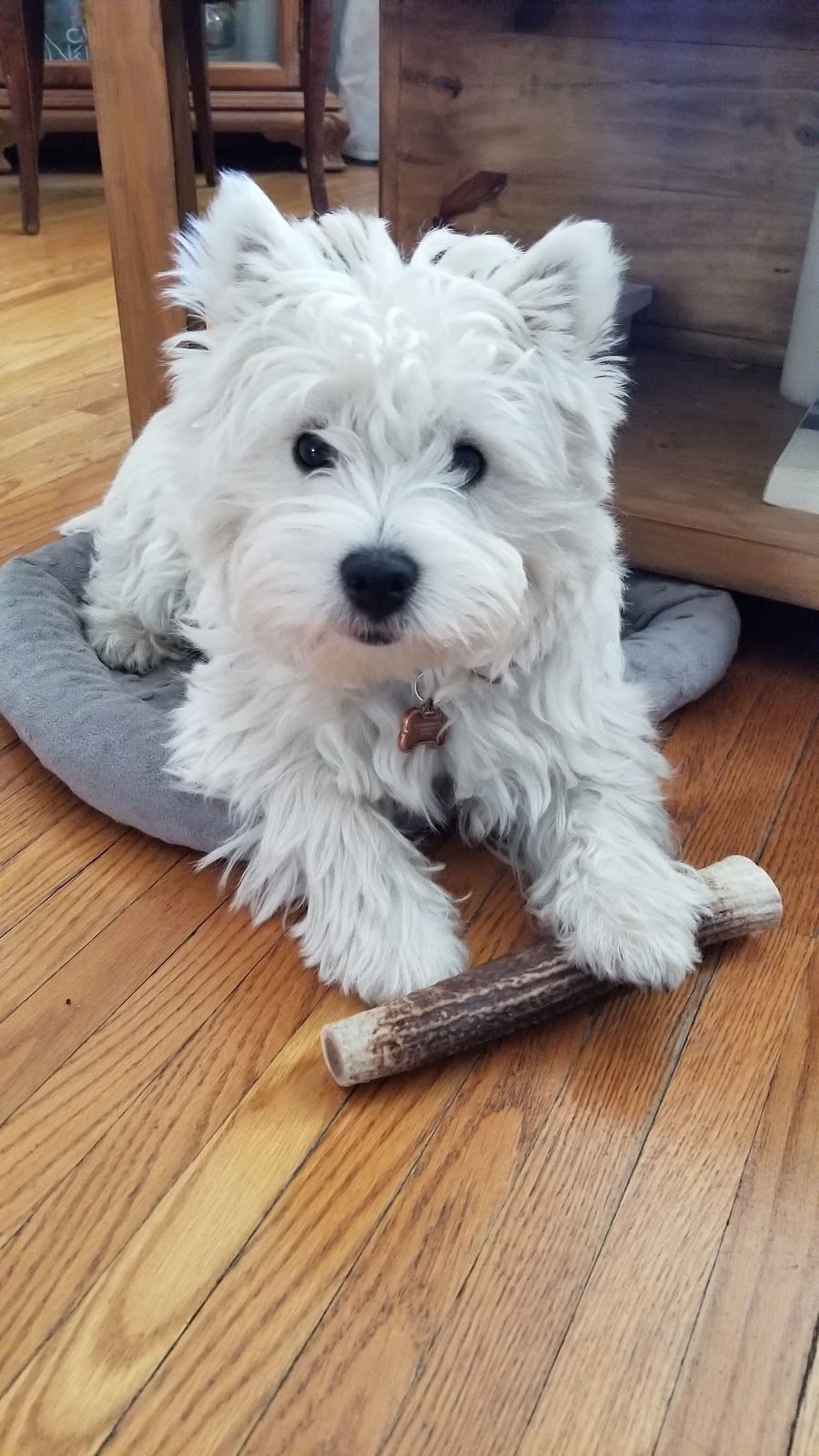 Urban Dog Products Inc. | 222 Islington Ave, Etobicoke, ON M8V 3W7, Canada | Phone: (416) 792-3048