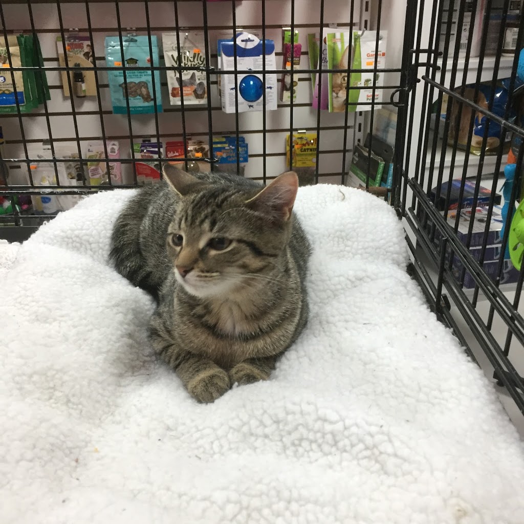 Animalerie Guérande | 2140 Boulevard du Curé-Labelle porte 6, Saint-Jérôme, QC J7Y 1T2, Canada | Phone: (450) 431-2626