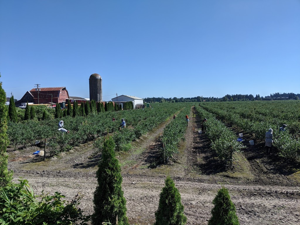 Twin berry - NRK Sahota Blueberry Farms Ltd | 19478 Old Dewdney Trunk Rd, Pitt Meadows, BC V3Y 2S1, Canada | Phone: (778) 658-0406