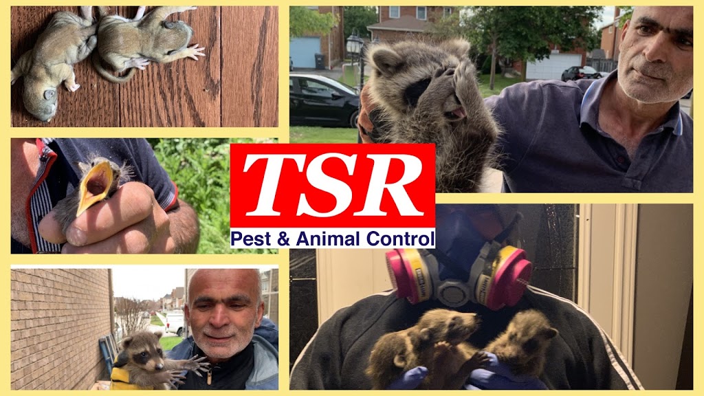 TSR PEST CONTROL & WILDLIFE REMOVAL | 105 Loch Erne Ln, King, ON L0G 1N0, Canada | Phone: (416) 268-3408